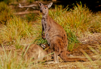 Western grey kangaroo
