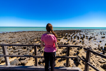 woman looks at stromatolites near shark bay in western australia, female archaeologist at work,...