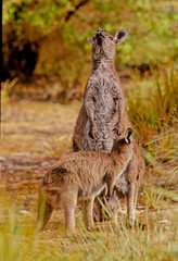 Western grey kangaroo