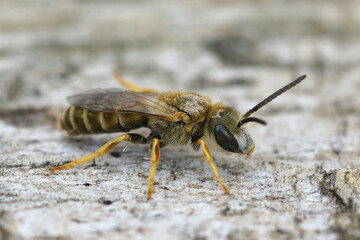 Closeup of a male golden furrow bee, Halictus subauratus from Gard, France