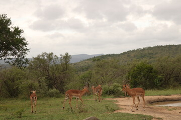 antilope, tiger in the savannah walking running steppe forest photo south afrika nature reserve