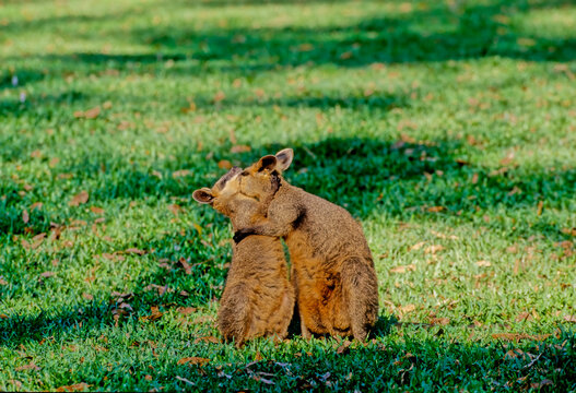 Swamp Wallaby