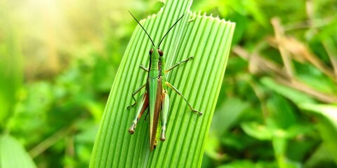grasshopper on the grass