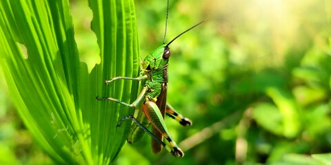 grasshopper on the grass