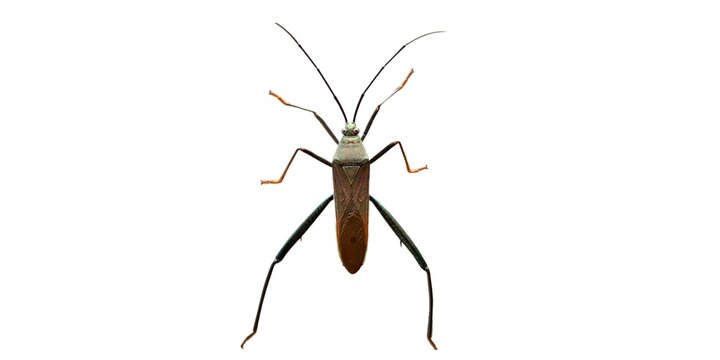 From Thai-Coreoidea is a superfamily of intelligent insects in Pentatomomorpha infraorder against leaf beetles and their allies are more than 3,300 individuals.