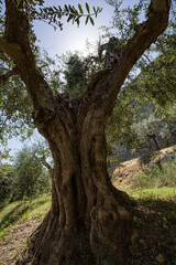 Fototapeta na wymiar Sun shines through olive tree branches with medieval wall background