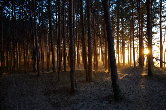 View on a golden sunset trouth the black forest , selective focus