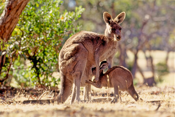The eastern grey kangaroo (Macropus giganteus) is a marsupial found in the eastern third of Australia, with a population of several million - obrazy, fototapety, plakaty