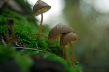 toadstools on green moss on a dark natural background. pagan wiccan, slavic traditions. Witchcraft, esoteric spiritual ritual