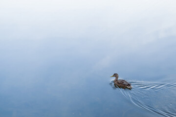 Birds and animals in wildlife concept. An amazing mallard duck swims in a lake or river with blue water on an autumn day