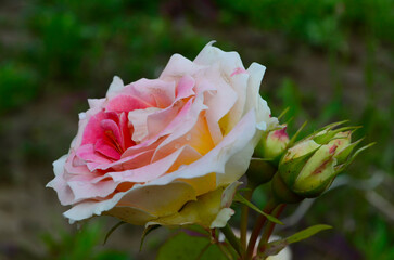 Pink rose in the garden