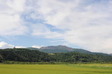 Obraz premium Rural landscape with rice fields and green mountains on a sunny day with blue sky in Hokkaido island, northern Japan, Asia