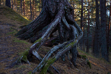 Evening pine forest view, big pine root above the sil, selective focus