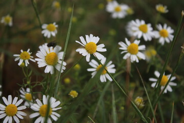 Kamille ist eine Heilpflanze. Feldblumen aus nächster Nähe. Weiße Blüten auf der Wiese. Agrarland. Grün im Hintergrund. Weiße Blütenblätter. Gelbes Staubblatt. Natürlichen Umgebung. Duftkräuter. 