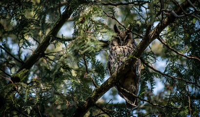 Long-eared owl (Asio otus) wintering on a pine tree in a city park