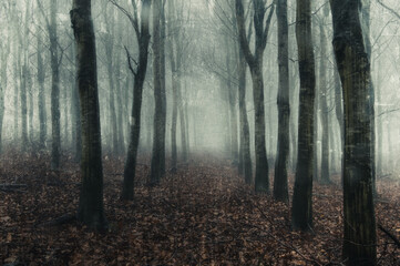 An avenue of trees in a forest. On a spooky winters day. With the forest disappearing into the fog. With a grunge edit