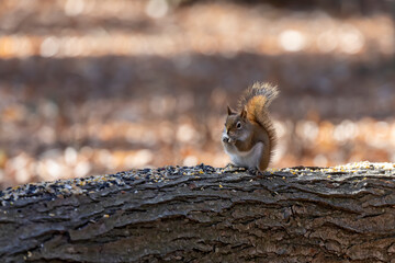American red squirrel ((Tamiasciurus hudsonicus) known as the pine squirrel, North American red squirrel and chickaree.
