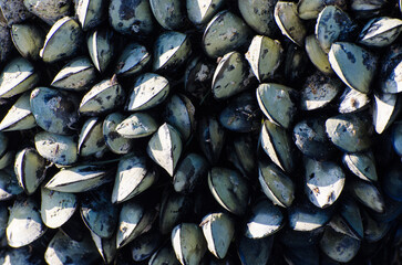 Dettaglio di alcune cozze attaccate a un galleggiante per la mitilicoltura abbandonato sulla spiaggia © Andrea Vismara