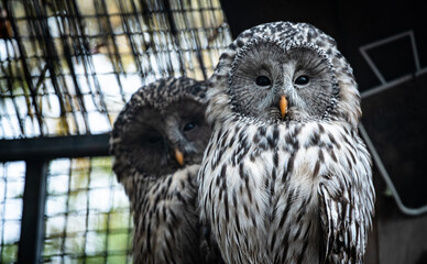 Ural owl (Strix uralensis) pair in an aviary
