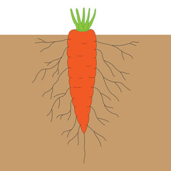 Carrot in the soil.
