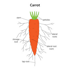The carrot is a root vegetable.	