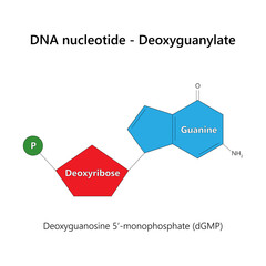 DNA nucleotide (deoxyribonucleotide) - Deoxyguanylate.