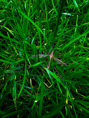 harmful weevil sits in the grass