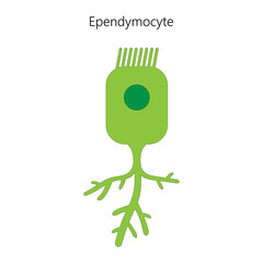 Ependymocyte, a type of glial cell.	 - obrazy, fototapety, plakaty