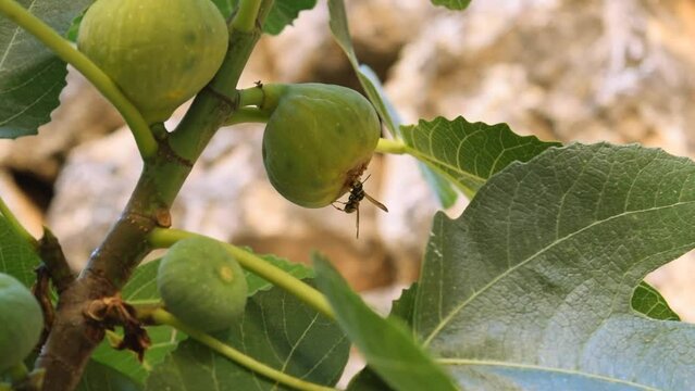 A wasp seen close up feeds on the fruit of a fig tree that grows on its branches
