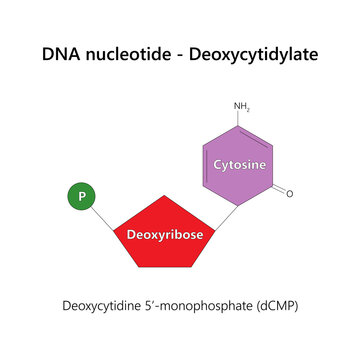 DNA nucleotide (deoxyribonucleotide) - Deoxycytidylate.	