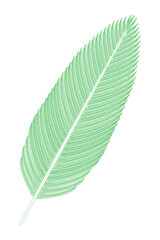 Bird Feather (green).	