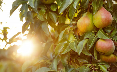 Ripe juicy pear fruits hang on a tree in the garden in the rays of the setting sun.