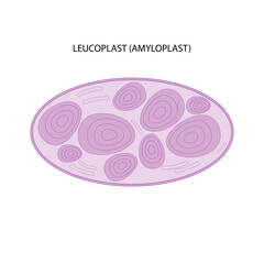 Leucoplast (amyloplast)	