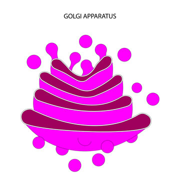 Golgi Apparatus	