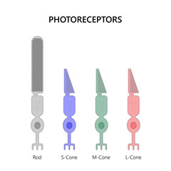 Photoreceptors are the cells in the retina that respond to light	