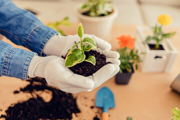 Hands of senior woman holding and caring a young green plant. Seedlings are growing from abundant soil.Planting tree, reduce global warming, love nature concept.