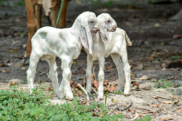 Obraz na płótnie Canvas goat in the field