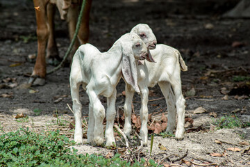 goat in the woods