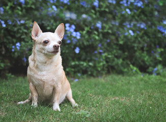 brown short hair  Chihuahua dog sitting on green grass in the garden with purple flowers blackground, looking away, copy space.