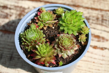 rojnik ogrodowy kompozycja w doniczce