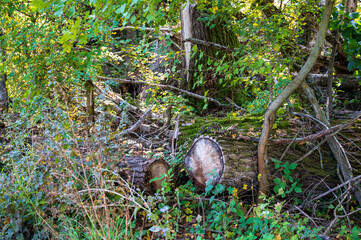 Brown tree trunk lying in dense forest.