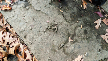 Fossil in rock at Devil's Den State Park, Arkansas