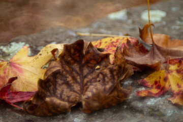 Autumn background, leaves with bokeh copy space