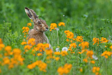 European hare Hiding in a field of yellow flowers in the rain