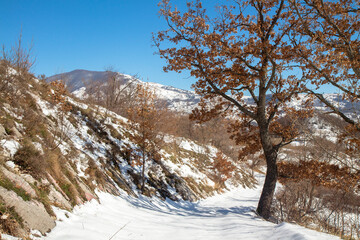 snowy mountain forest in the park of Matese Italy
