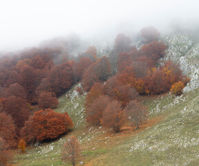 country scene with tree and fog at dawn