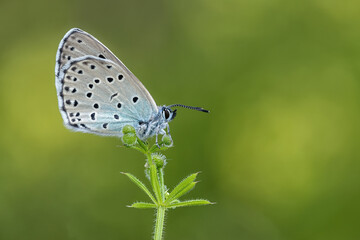 Phengaris arion butterfly (Large Blue) or Maculinea arion on a purple flower trying to walk over