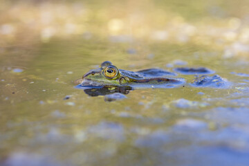 Male moor frogs turn into a bright blue at mating time. So they want to impress the females. It is a fantastic natural spectacle. Concept: animals and mating