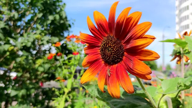 Close-up view of red and yellow Rudbeckia hirta (commonly called black-eyed Susan) flower swaying on wind in city garden in a sunny day. Wasp sits on flower petals. Real time. Beauty in nature theme.