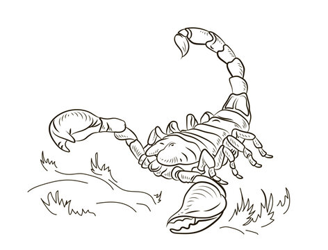 Scorpio, vector image. Black and white drawing, coloring book for children. Symbol.
